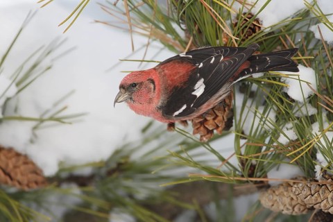 Two-barred Crossbill (Loxia leucoptera) male perched in pine tree, Massachusetts, USA