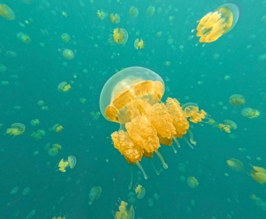 An enchanting underwater scene features numerous golden jellyfish gracefully floating in turquoise
