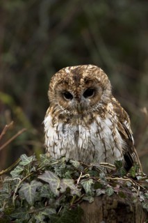 Tawny Owl (Strix aluco), Wales, United Kingdom