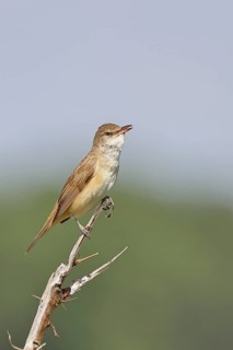 Great Reed Warbler (Acrocephalus arundinaceus), with open beak, singing, twittering, sitting on a