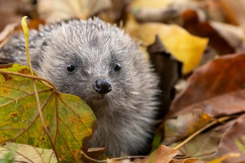 European hedgehog (Erinaceus europaeus) adult animal amongst a pile of autumn colour leaves during
