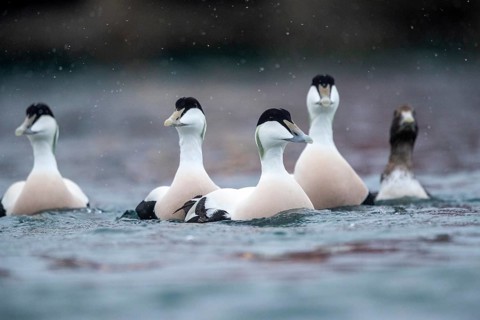 Common Eider (Somateria mollissima) group of males, Norway