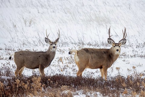 Rocky Mountain mule deer (Odocoileus hemionus) two bucks foraging on snow covered prairie in
