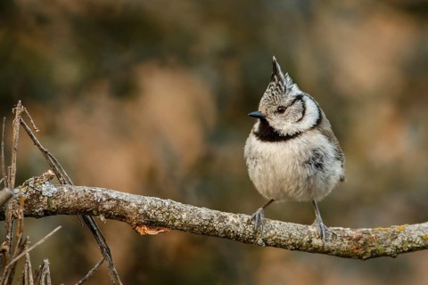 European Crested Tit (Lophophanes cristatus), perched on a branch, Castile and Leon, Spain