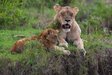 Lioness (Panthera leo) motherly love, South Africa
