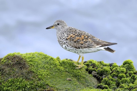 Surfbird (Calidris virgata), California, USA