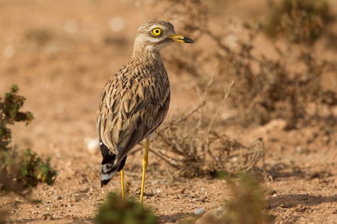 Eurasian Stone-curlew (Burhinus oedicnemus), Morocco