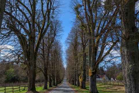 Leafless lime tree avenue (Tilia), driveway to Greifenstein Castle, Heiligenstadt, Upper Franconia,