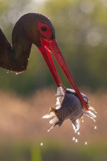 Black Stork (Ciconia nigra) with fish prey in beak, Pusztaszer, Hungary