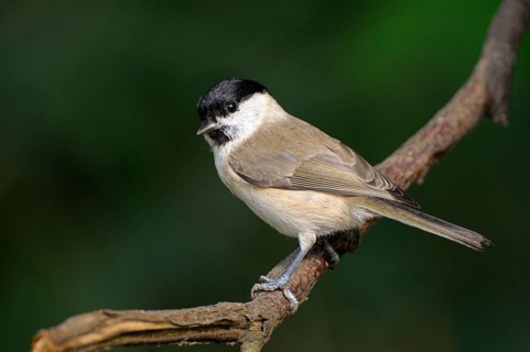 Sumpfmeise (Poecile palustris), Marsh tit, Altvogel, Oktober, NSG Dingdener Heide,