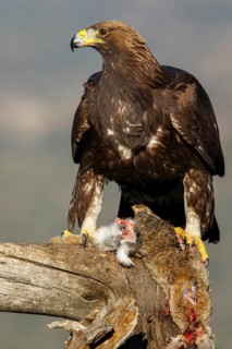 Golden Eagle (Aquila chrysaetos) immature, first winter plumage eating a rabbit, Castile and Leon,