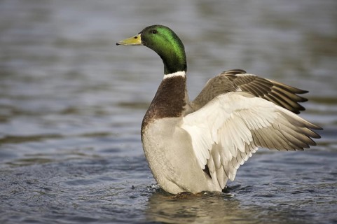 Mallard (Anas platyrhynchos) male, Lower Saxony, Germany