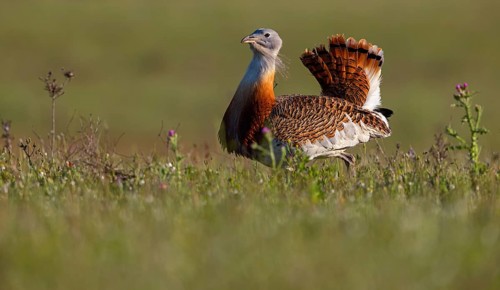 Great bustard (Otis tarda), Outarde barbue, Avutarda Común, Spain, Toledo, Hides De Calera / Great