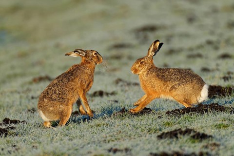 Brown hare (Lepus europaeus) pair on a hoarfrost-covered meadow, Lake Dümmer, Germany