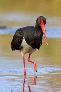 Black Stork (Ciconia nigra) foraging, Greece