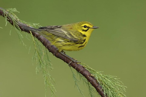 Prairie Warbler (Setophaga discolor), Texas, USA