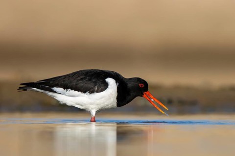 Eurasian Oystercatcher (Haematopus ostralegus) male, North Rhine-Westphalia, Germany