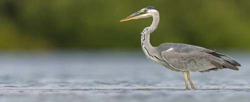 Grey grey heron (Ardea cinerea), Foraging, Boat Trip, Tiszaalpár, Kiskunsági National Park,