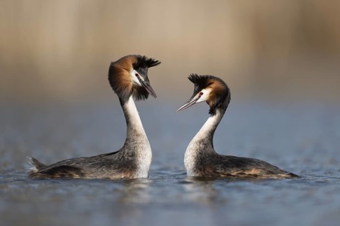Great Crested Grebe (Podiceps cristatus) pair displaying, North Rhine-Westphalia, Germany