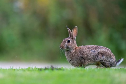 Wild rabbit (Oryctolagus cuniculus), Stapelfeld, Cloppenburg, Lower Saxony, Germany