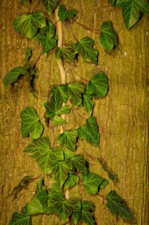 Green ivy grows on tree bark in a natural setting, Vogelinsel, Altmühlsee, Muhr am See,