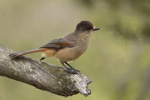 Siberian Jay (Perisoreus infaustus) perched on a branch, Dalarna, Sweden