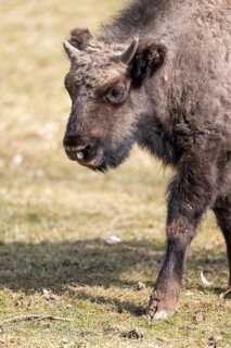 European bison (Bison bonasus) on a meadow, Bavaria, Germany