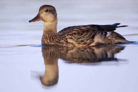 Gadwall (Mareca strepera) female, Andalusia, Spain