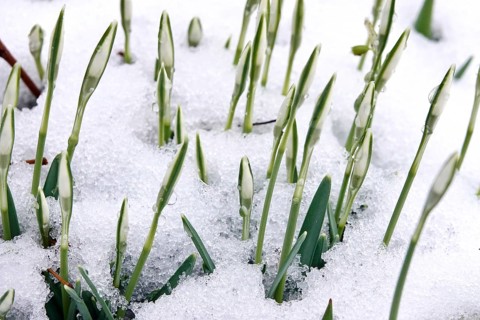 First snowdrops in snow with drops of water, winter, Germany