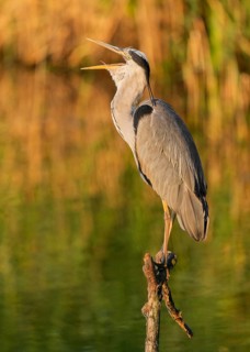 Grey heron (Ardea cinerea) standing on a dead branch by a lake, beak open, warm morning light,