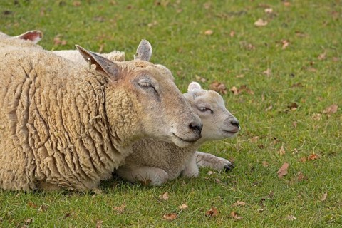 Ewe and lamb lying next to each other and recedles, portrait, sheep pasture, public footpath,