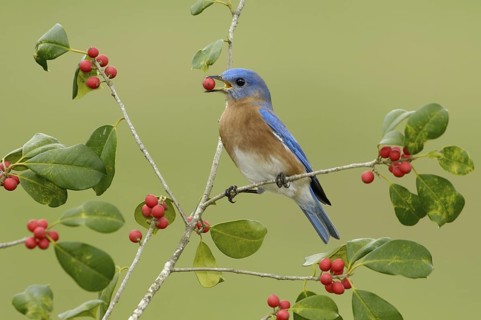 Eastern Bluebird (Sialia sialis), Texas, USA