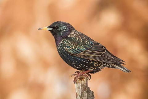 Common Starling (Sturnus vulgaris), Bavaria, Germany