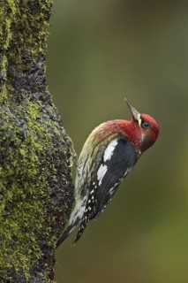 Red-breasted Sapsucker (Sphyrapicus ruber), British Columbia, Canada
