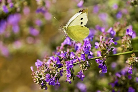 Small white (Pieris rapae), approaching the flower of catmint (Nepeta fassenii), Switzerland