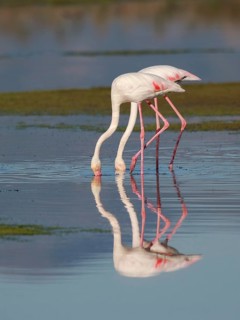 Greater Flamingo (Phoenicopterus roseus) foraging in shallow water, Greece