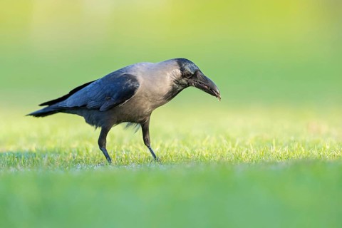 Glossy crow, (Corvus splendens), omnivore, genus of ravens and crows, corvids, Al Qurm Park,
