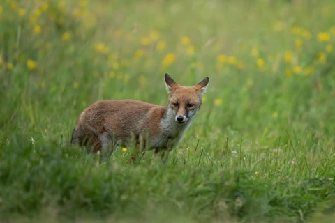 Red fox (Vulpes vulpes) juvenile baby cub animal in countryside grassland with wildflowers in