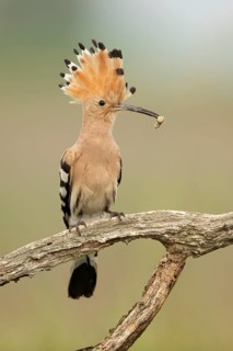 Eurasian Hoopoe (Upupa epops) perched on a branch with incect in its beak, Serbia