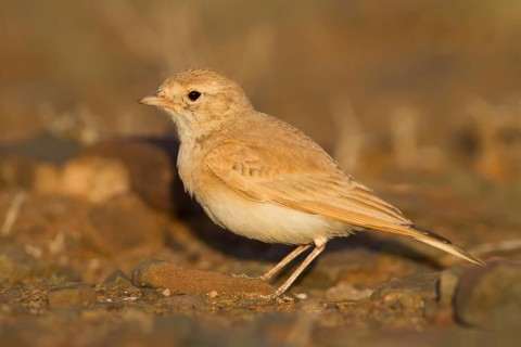 Bar-tailed Desert Lark - Sandlerche - Ammomanes cincturus, Marokko, adult