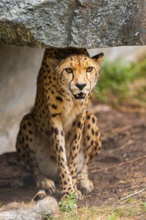 Cheetah (Acinonyx jubatus) sitting under a rock, captive, occurrence Africa