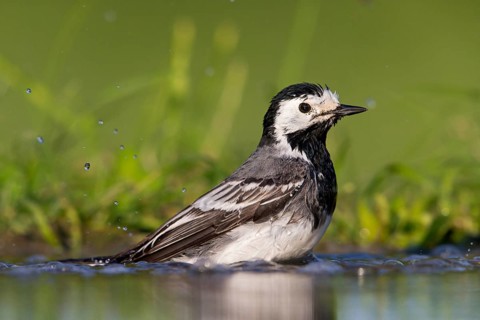 Bachstelze, Pied Wagtail, White Wagtail, Motacilla alba, Bergeronnette grise, Lavandera Blanca