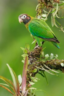 Brown-hooded Parrot (Pyrilia haematotis) perched on a branch in Costa Rica