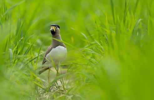 Yellow-wattled Lapwing (Vanellus malabaricus) standing alert in a lush green field, Sreepur,