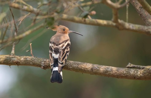 Eurasian hoopoe or common hoopoe (Upupa epops) on a tree branch, Sreepur, Gazipur, Bangladesh