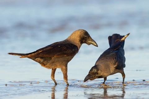 Shining Crow, Indian House Crow, House Crow, (Corvus splendens), Corbeau familier, Corneja India,