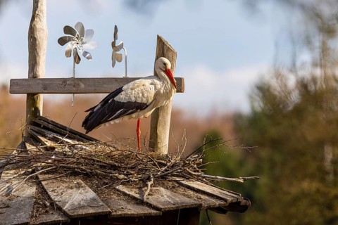 White stork (Ciconia ciconia), nest on house roof, Affenberg, Salem, Lake Constance region,