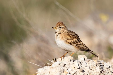Greater Short-toed Lark (Calandrella brachydactyla) perched on a rock, Castile and Leon, Spain