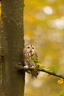 Tawny Owl (Strix aluco) captive, Baden-Wuerttemberg, Germany