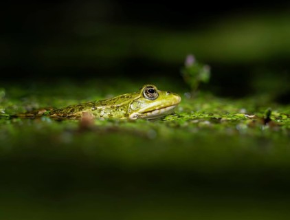 Green frog (Rana temporaria) with duckweed (Lemna), Zurich, Switzerland